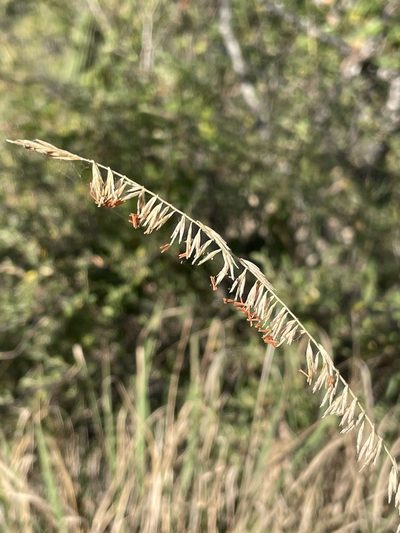 Bouteloua reflexa, photographed by Sula Vanderplank
