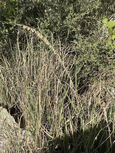 Bouteloua reflexa, photographed by Sula Vanderplank