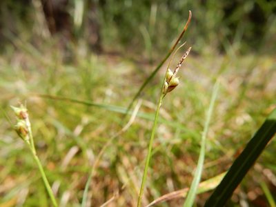 Carex rossii, photographed by Matt Lavin
