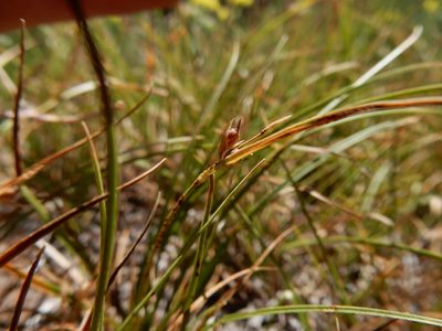 Carex rossii, photographed by Matt Lavin