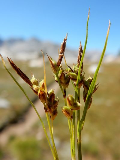 Carex rossii, photographed by Matt Lavin