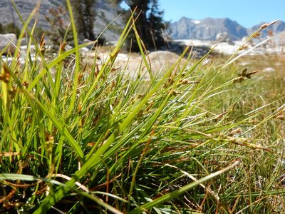 Carex rossii, photographed by Matt Lavin