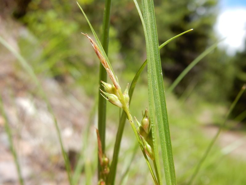 Carex rossii, photographed by Matt Lavin