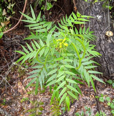 Senna ligustrina, photographed by Stan Shebs