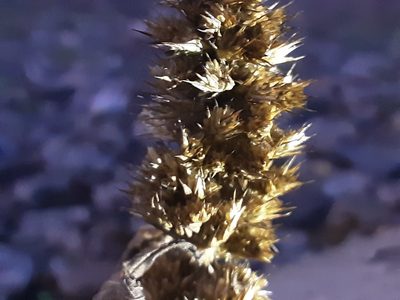 Amaranthus retroflexus, photographed by Ivan Celikov