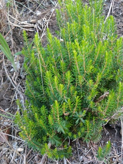 Erica platycodon, photographed by Vítor Jorge