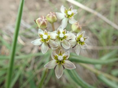 Asclepias flexuosa, photographed by Peter Warren