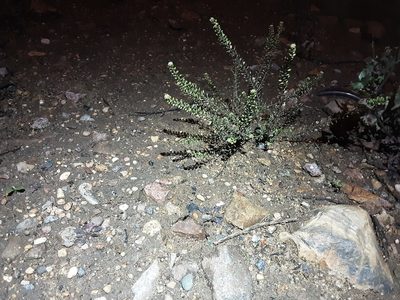 Lepidium densiflorum, photographed by Ivan Celikov