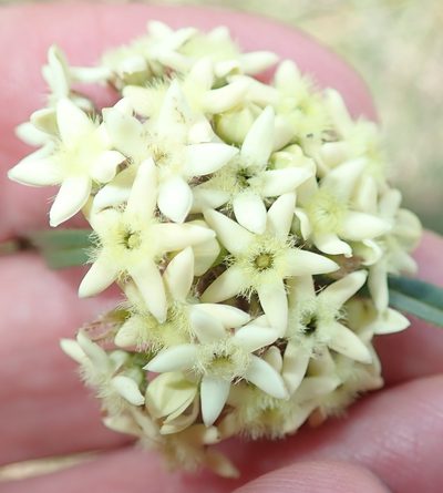 Sisyranthus trichostomus, photographed by Peter Warren