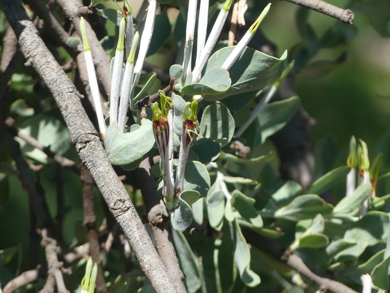 Agelanthus natalitius, photographed by Innes Buchner