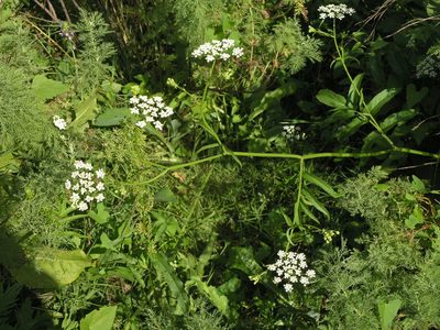 Sium latifolium, photographed by Oleg Kosterin