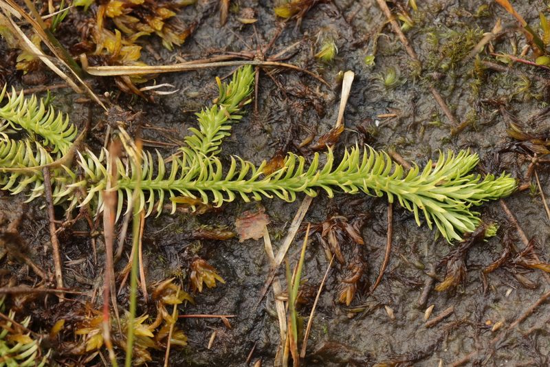 Lycopodiella inundata, photographed by Björn Sothmann