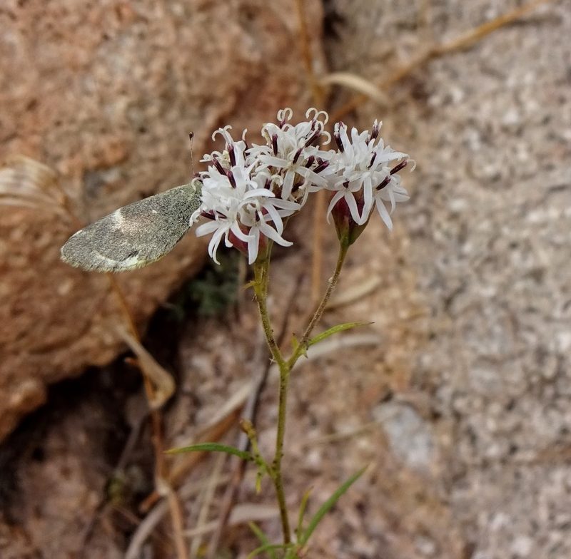 Hymenothrix wrightii, photographed by Andrew Tree