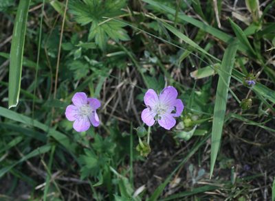 Geranium collinum, photographed by Oleg Kosterin