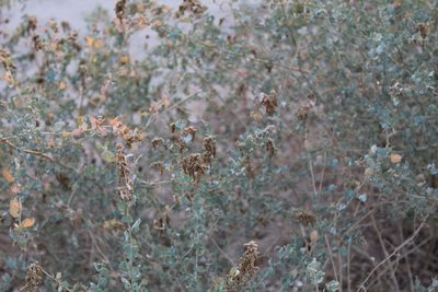 Atriplex lentiformis, photographed by Yuliana Dimas