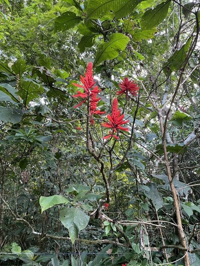 Erythrina gibbosa, photographed by L. Wood
