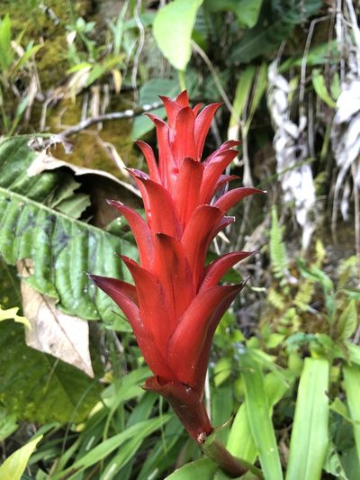 Pitcairnia hitchcockiana, photographed by Skjold Søndergaard