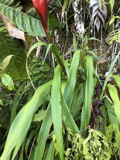 Pitcairnia hitchcockiana, photographed by Skjold Søndergaard
