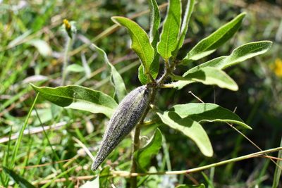Pherotrichis villosa, photographed by Neptalí Ramírez Marcial