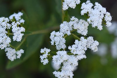Stevia ovata, photographed by Neptalí Ramírez Marcial