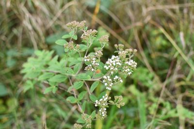 Stevia tomentosa, photographed by Neptalí Ramírez Marcial