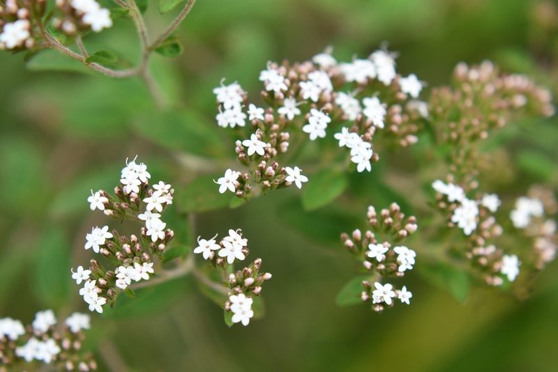Stevia tomentosa, photographed by Neptalí Ramírez Marcial