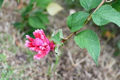 Salvia wagneriana, photographed by Neptalí Ramírez Marcial
