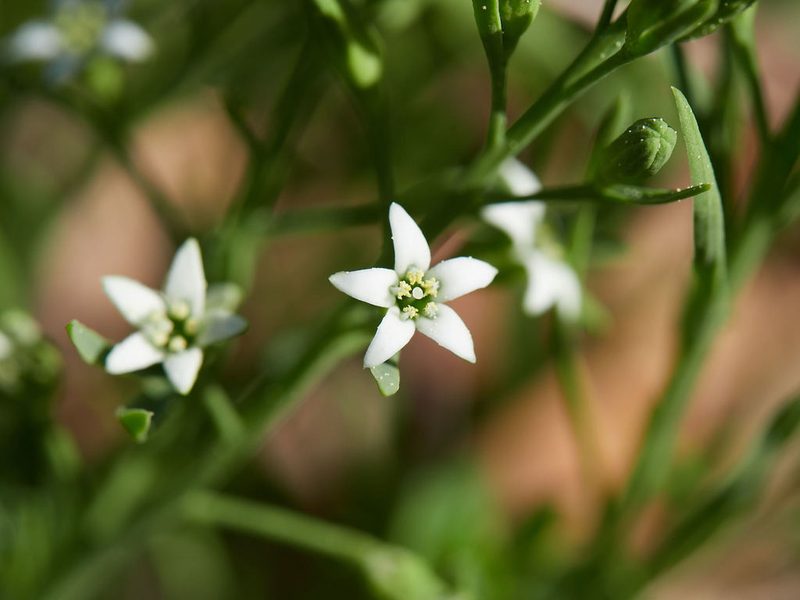 Thesium rostratum, photographed by Andreas Stiller
