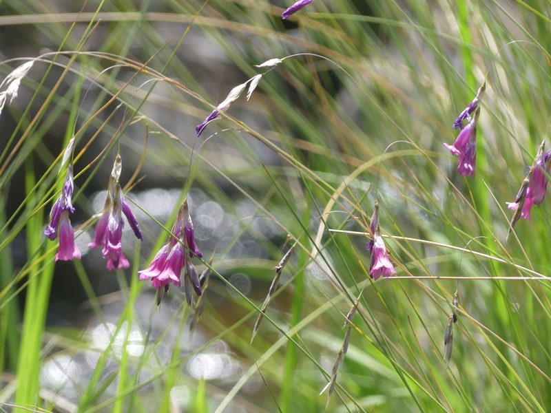 Dierama mossii, photographed by Innes Buchner