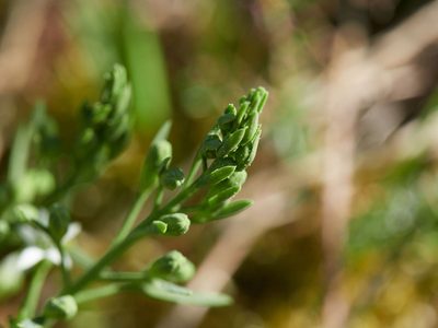 Thesium rostratum, photographed by Andreas Stiller