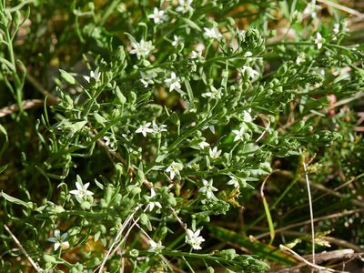 Thesium rostratum, photographed by Andreas Stiller