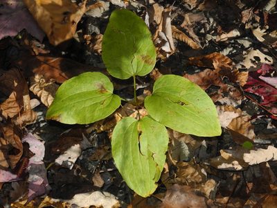 Smilax biltmoreana, photographed by Michael J. Papay