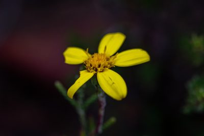 Osteospermum aciphyllum, photographed by magriet b