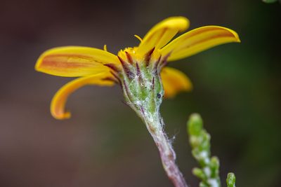 Osteospermum aciphyllum, photographed by magriet b