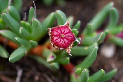 Acrodon parvifolius, photographed by magriet b