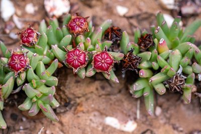 Acrodon parvifolius, photographed by magriet b