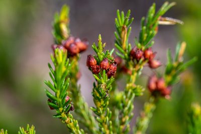 Erica ustulescens, photographed by magriet b