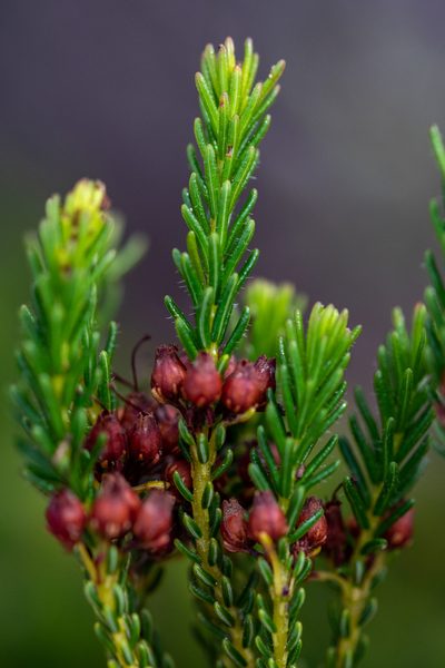 Erica ustulescens, photographed by magriet b