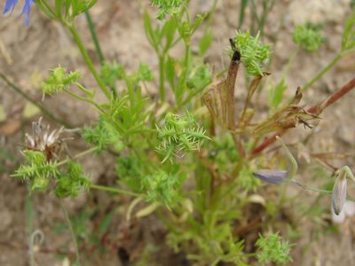 Ranunculus arvensis, photographed by Vladimír Fuka