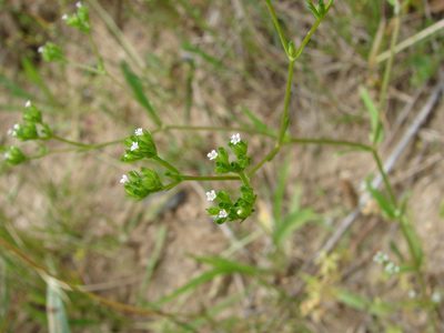 Valeriana dentata, photographed by Vladimír Fuka