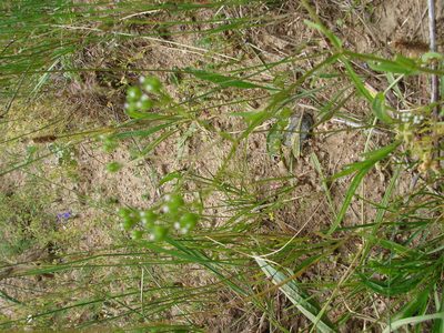 Valeriana dentata, photographed by Vladimír Fuka