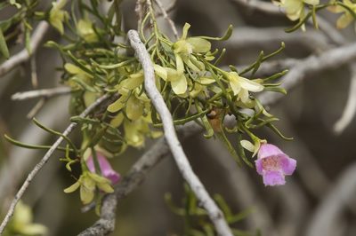 Eremophila sturtii, photographed by dhfischer