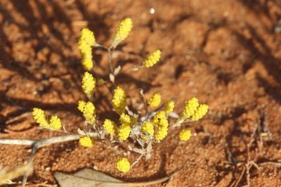 Gnephosis tenuissima, photographed by dhfischer