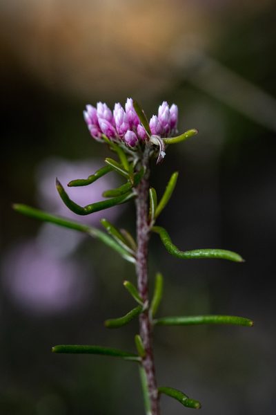 Metalasia tenuifolia, photographed by magriet b