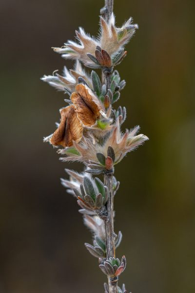 Aspalathus oblongifolia, photographed by magriet b