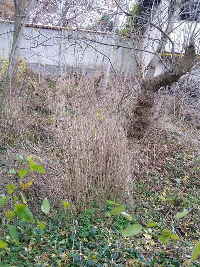 Chaerophyllum nodosum, photographed by Anna Petrosyan
