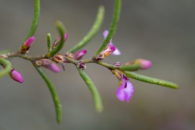 Muraltia cyclolopha, photographed by magriet b