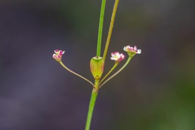 Centella macrocarpa, photographed by magriet b