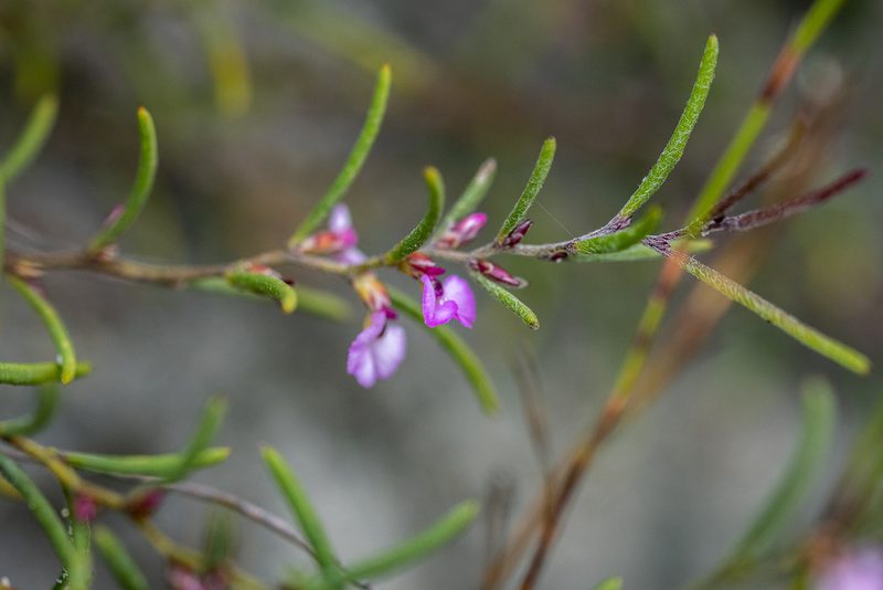 Muraltia cyclolopha, photographed by magriet b