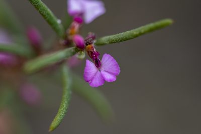 Muraltia cyclolopha, photographed by magriet b